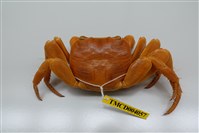 藏品(毛足陸方蟹)的圖片